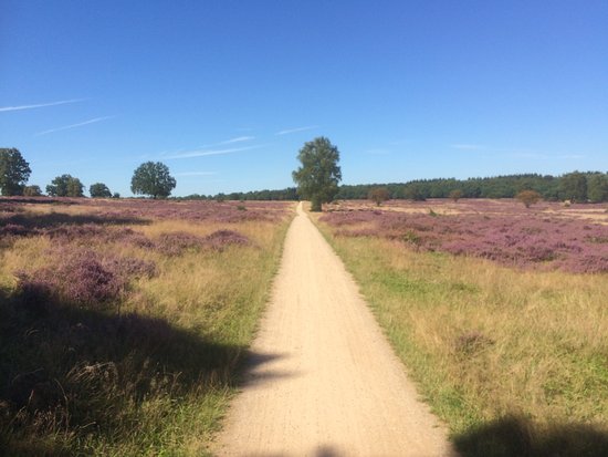 de-heide-volop-in-bloei