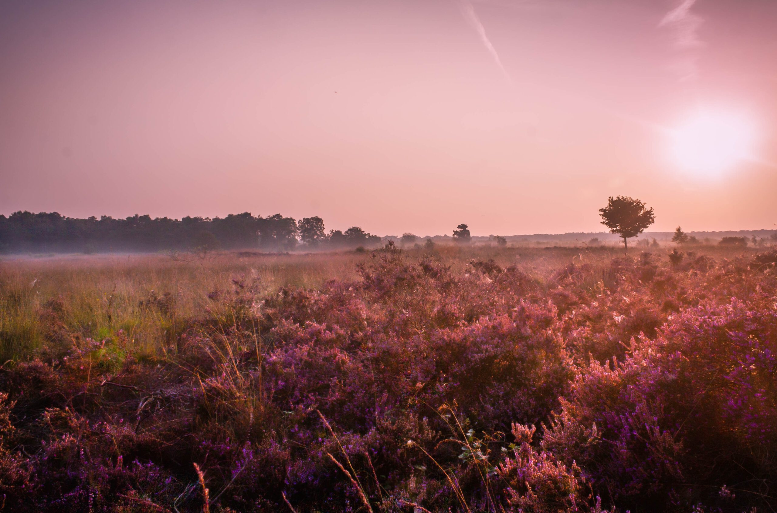 Heide